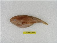 藏品(月尾兔頭魨)的圖片